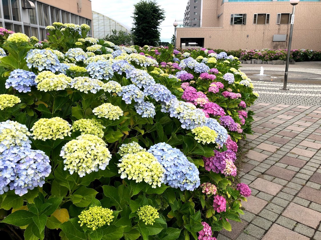 札幌市西区　春日緑地