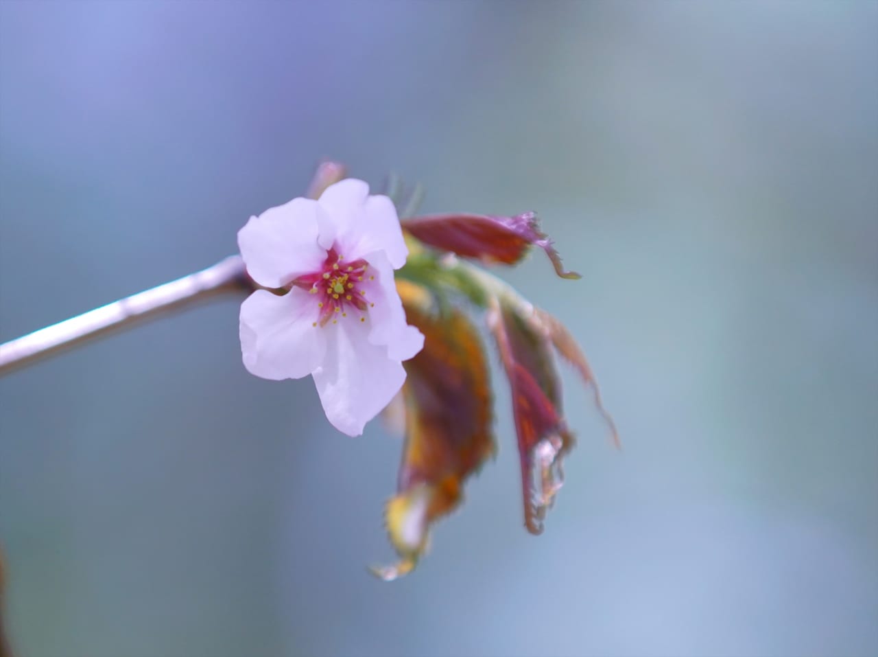 宮の沢　一番桜　桜　開花