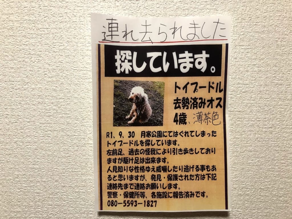 札幌　トイプードル　迷子犬