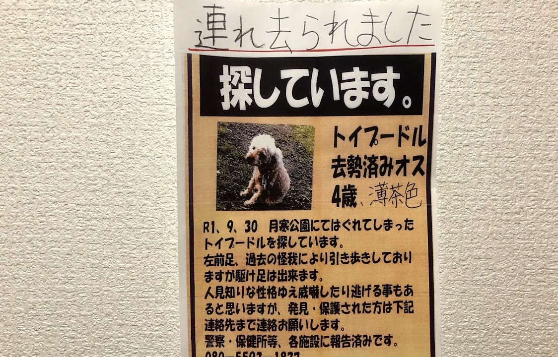 札幌　トイプードル　迷子犬
