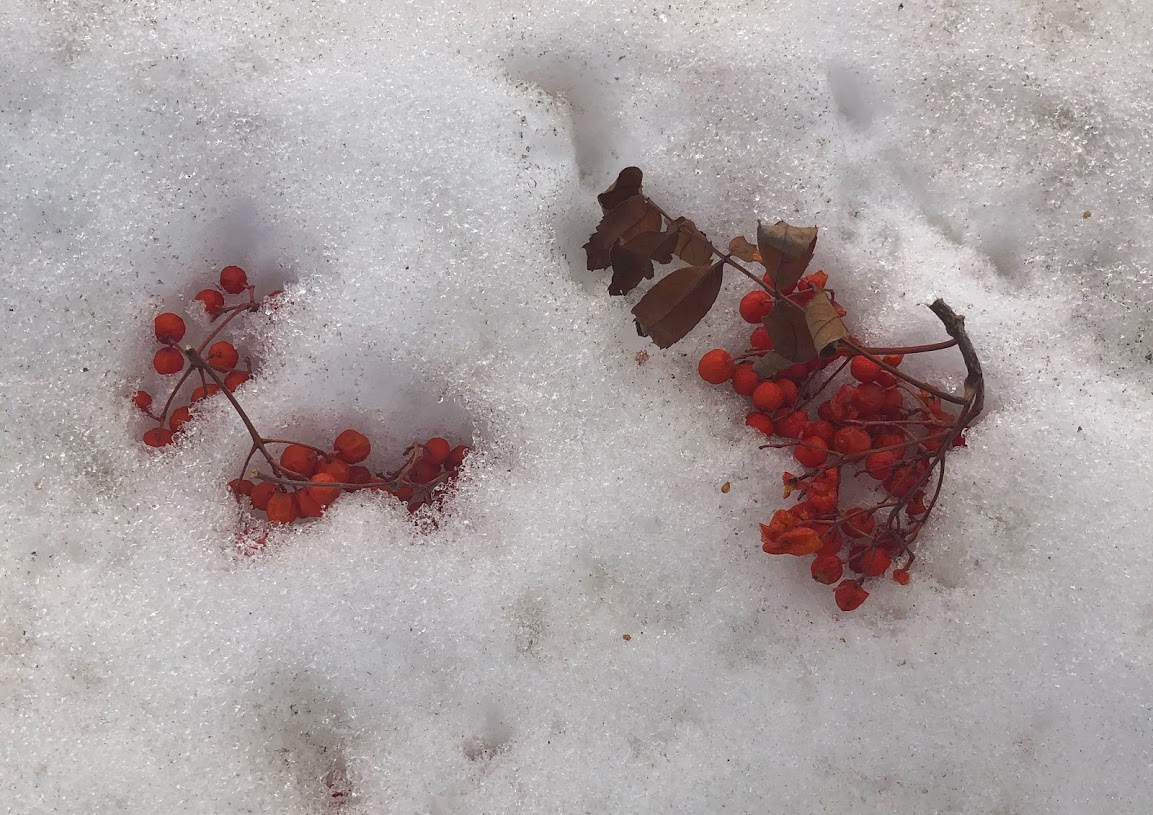 札幌市西区 ナナカマドの実を食い尽くす鳥の大群が 1月 号外net 札幌市西区 手稲区