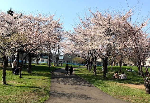 農試公園　桜