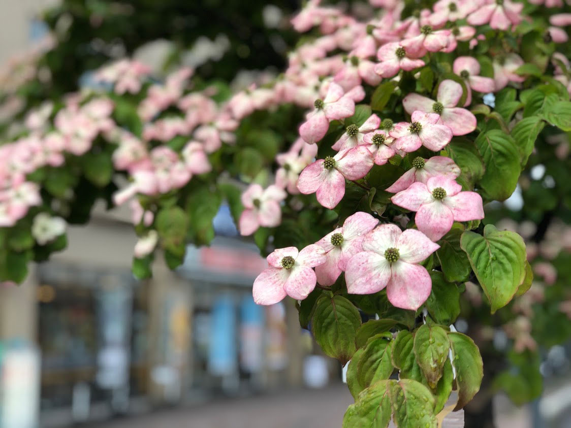 札幌市手稲区 手稲駅南口 ベニバナヤマボウシの花が今年も綺麗に咲いています 号外net 札幌市西区 手稲区