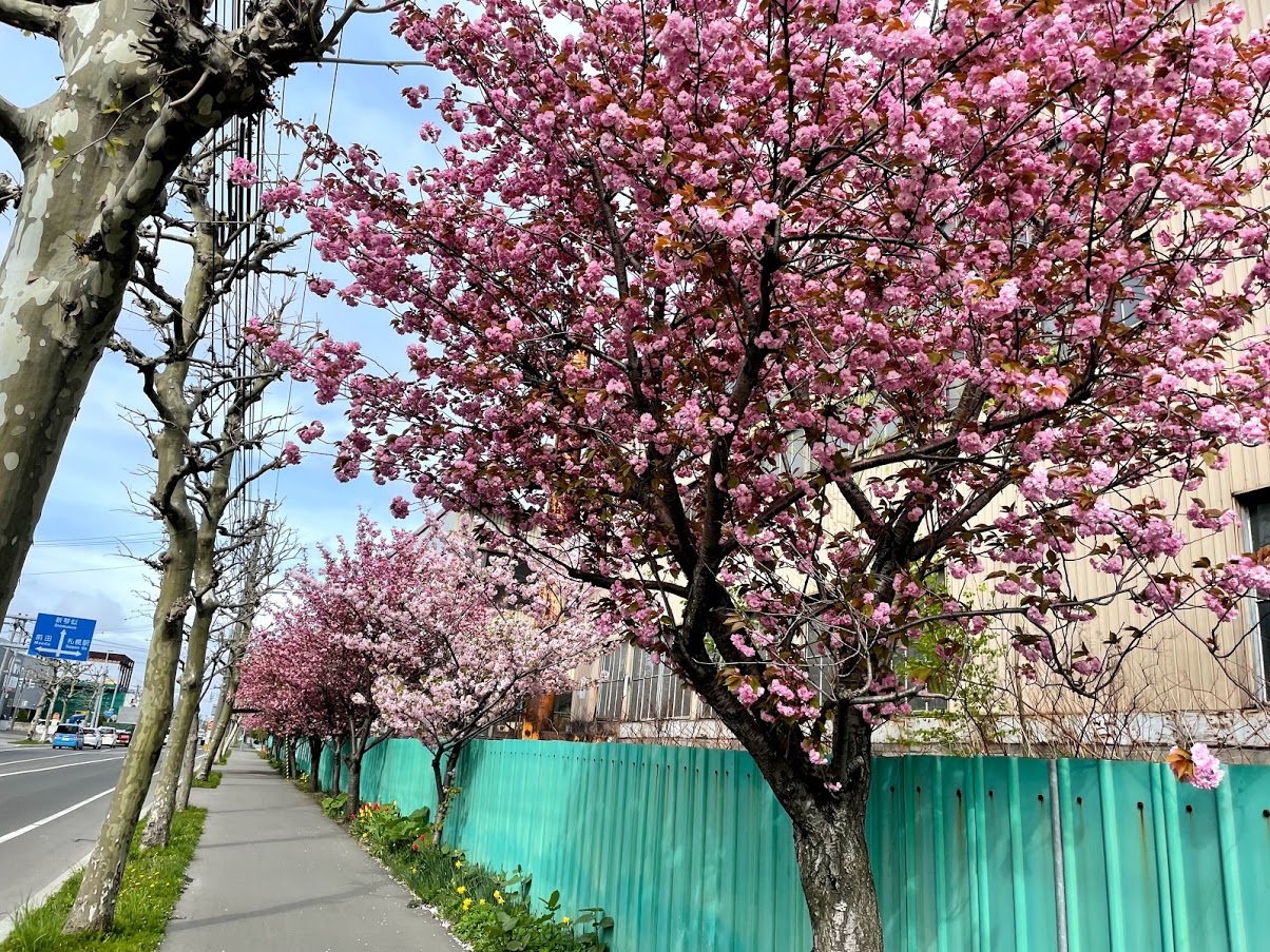 桜の名所　札幌　西区　発寒