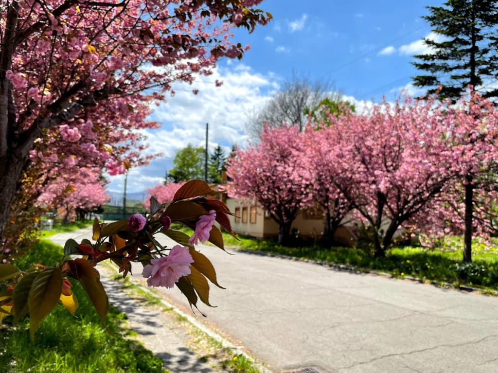 八軒　公務員宿舎　桜