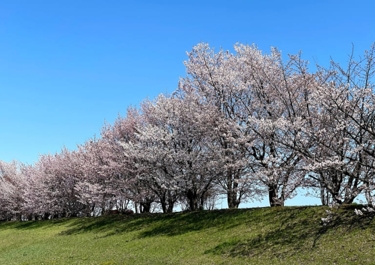 手稲区　中の川緑地　中の川桜つづみ　桜