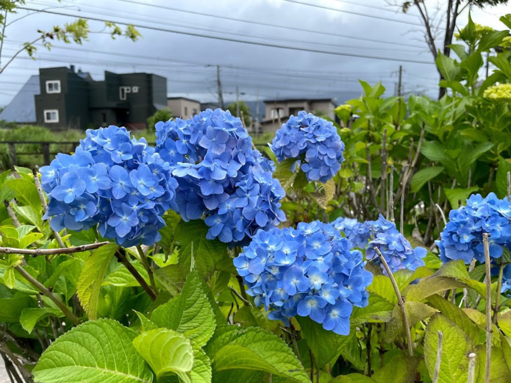 紫陽花　アジサイ　春日緑地　札幌市西区