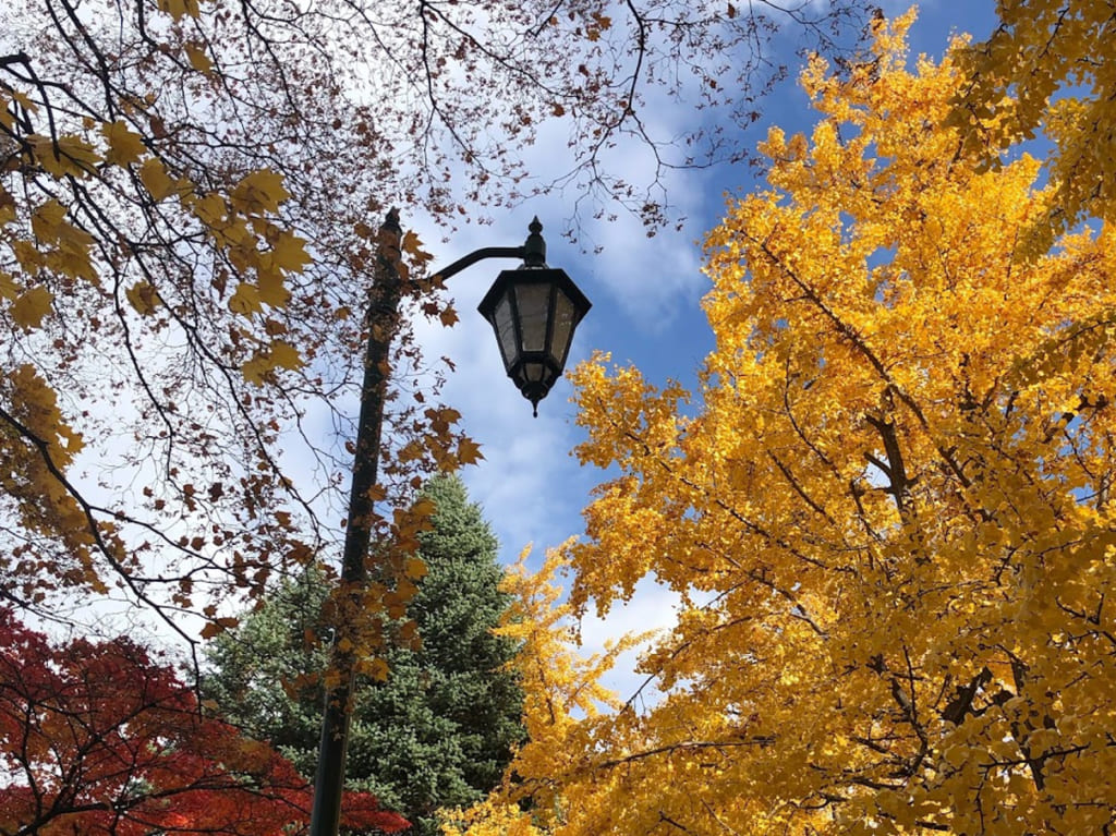 北海道大学　銀杏