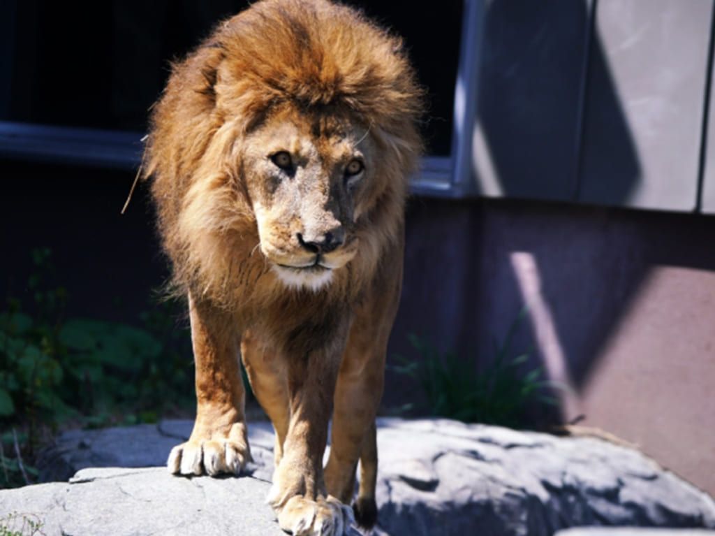 円山動物園　ライオン　リッキー