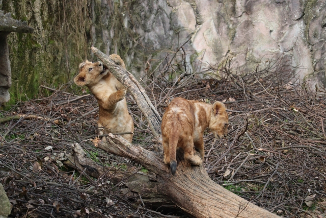 円山動物園　ライオン