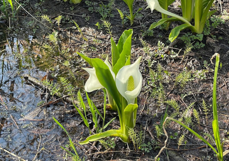 星置緑地　水芭蕉