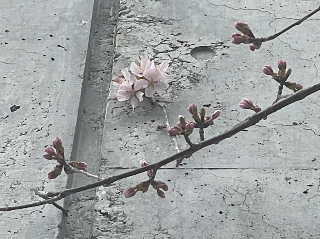 宮の沢　一番桜