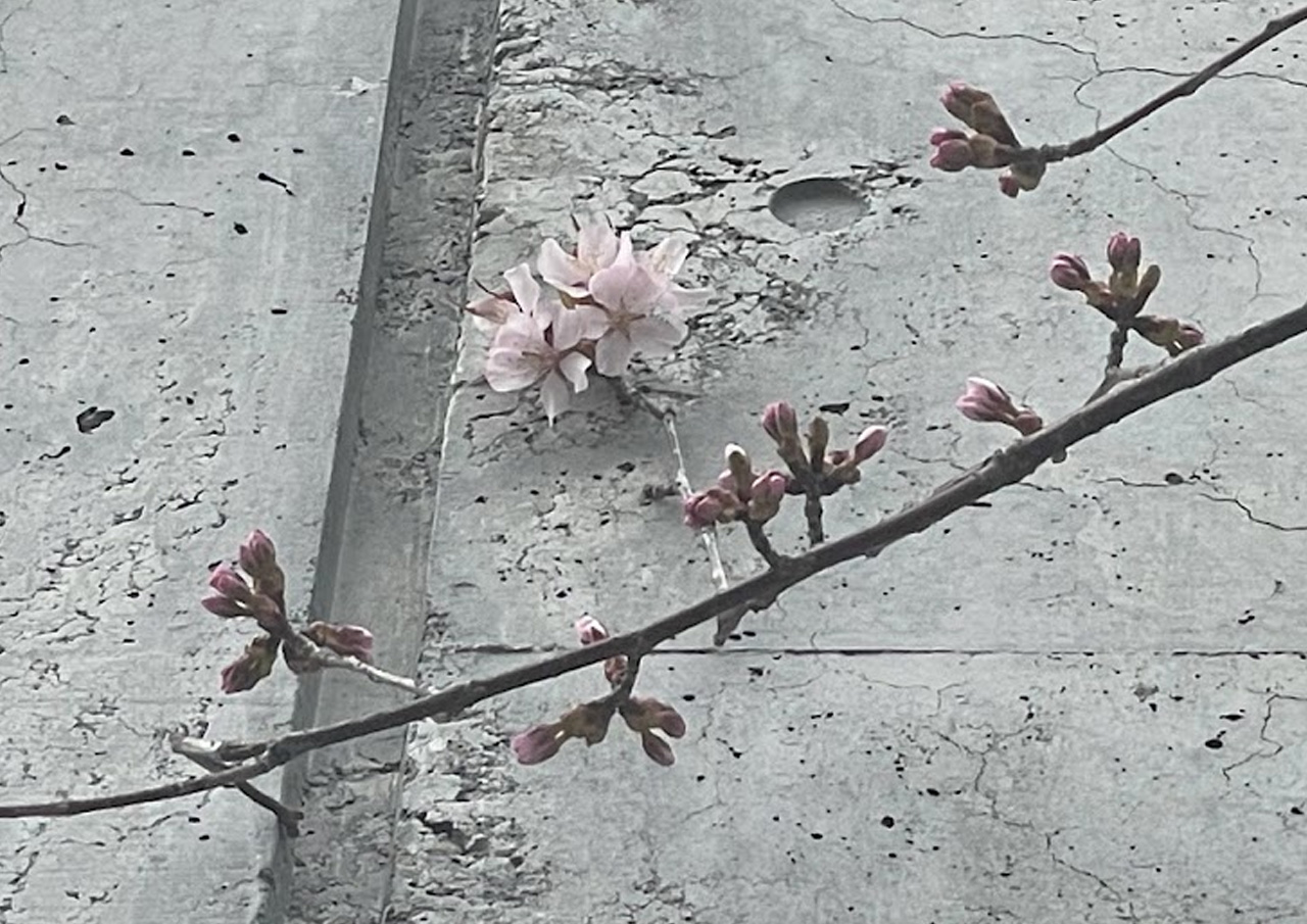 宮の沢　一番桜