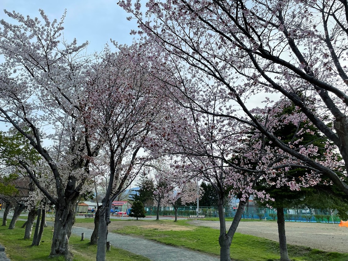 農試公園　桜