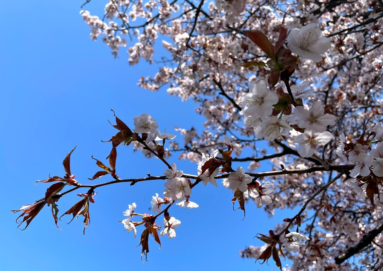 札幌市手稲区 札幌は桜の開花宣言 手稲区内でも各所で綺麗な桜が咲きだしています 号外net 札幌市西区 手稲区