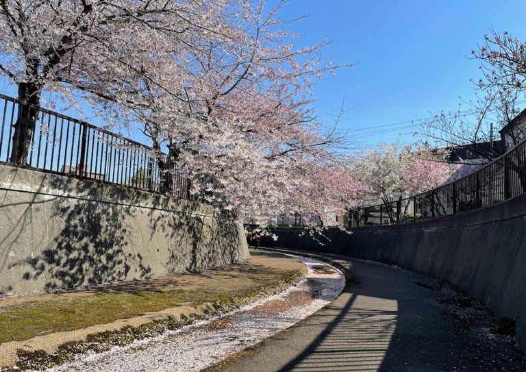 旧軽川　旧軽川緑地　桜　さくら