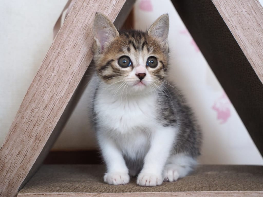 子猫イメージ