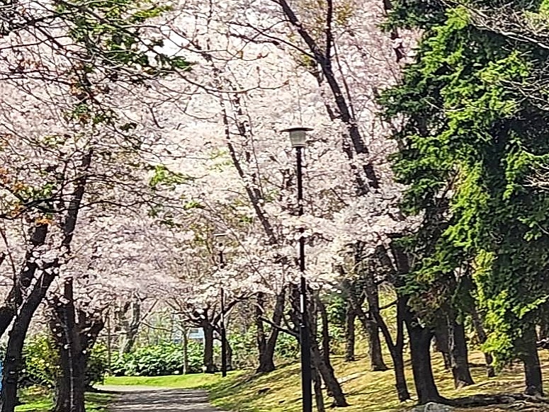 西野緑道桜