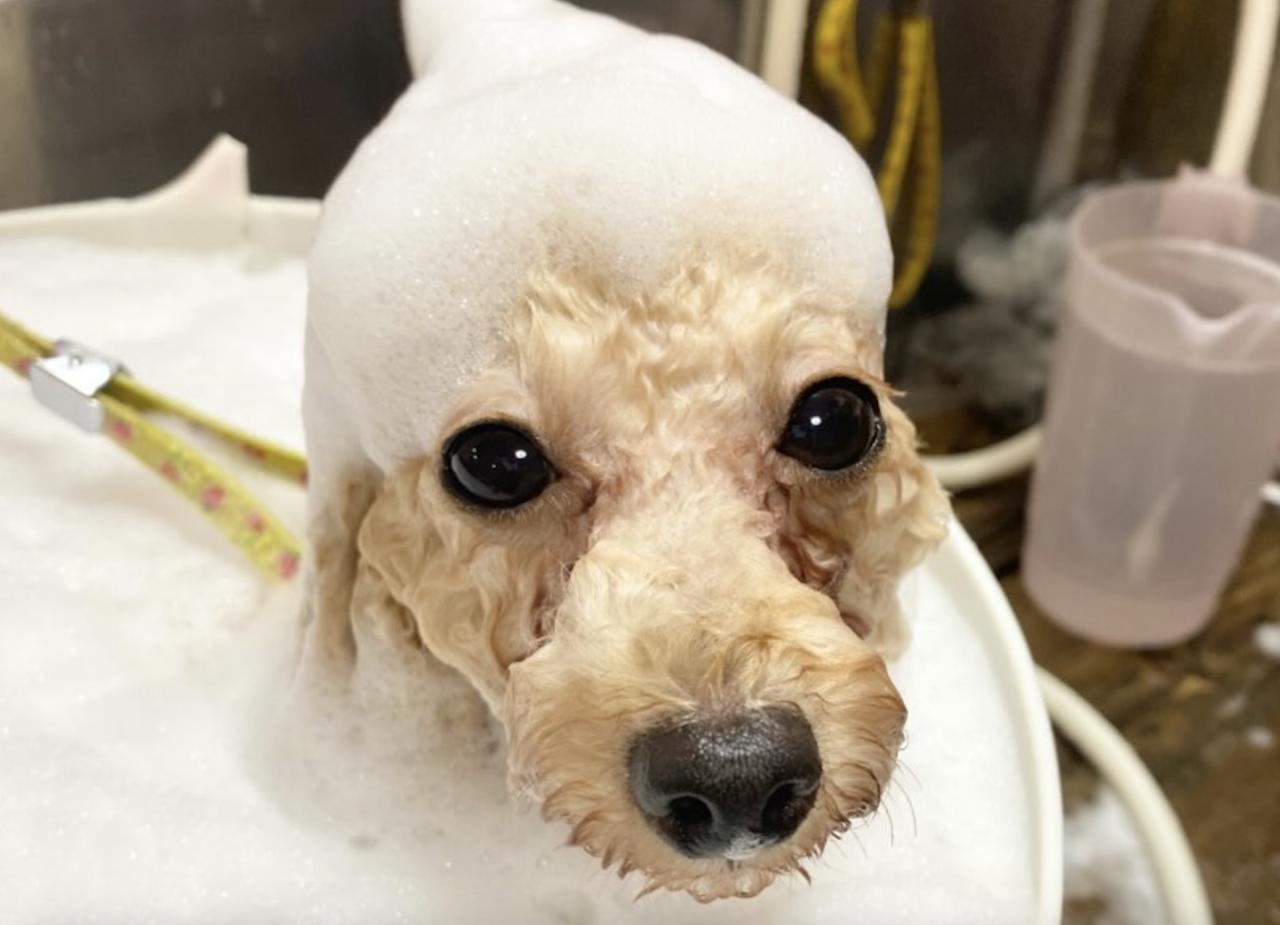 ラブワンコ発寒店