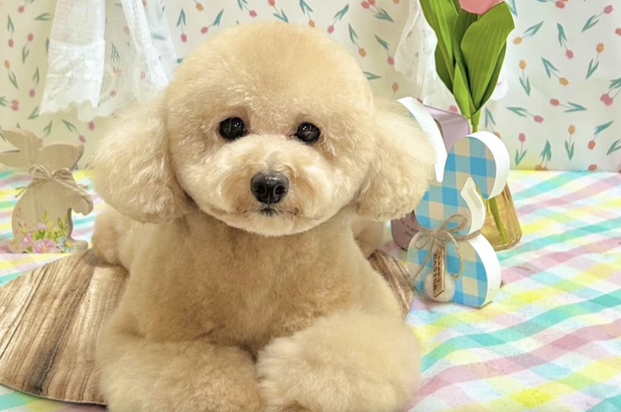 ラブワンコ発寒店