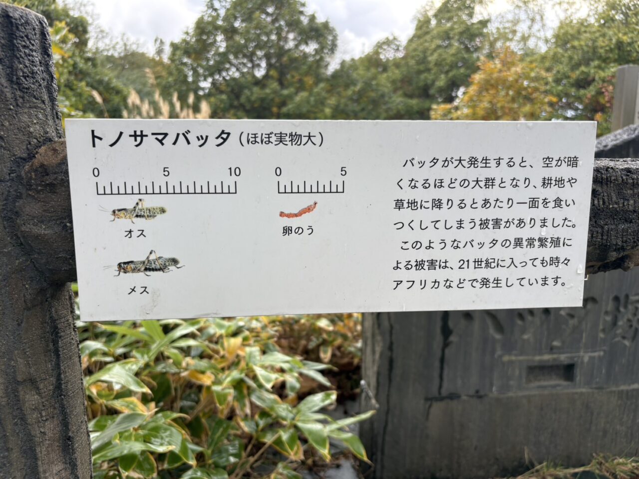 バッタ塚